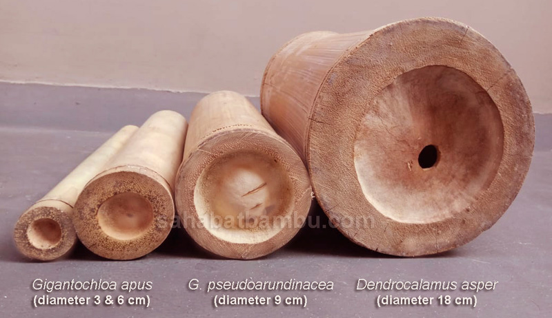 jenis bambu jenis-jenis bambu