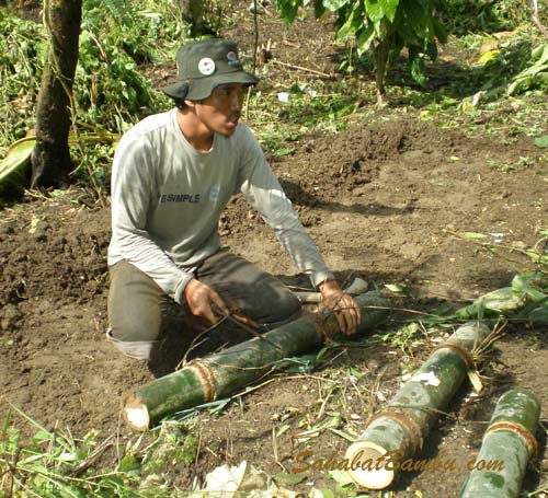 pembibitan-bambu pembibitan bambu